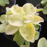 Helichrysum (kocanka złota)