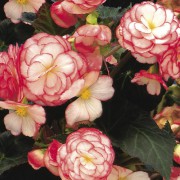 Begonia tuberhybrida Nonstop® Rose Petticoat