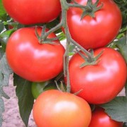 Pomidor tunelowy Carnegie F1