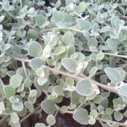 Helichrysum (kocanka szara)