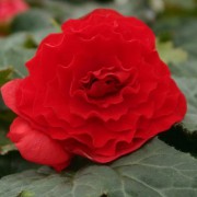 Begonia tuberhybrida Nonstop® Red