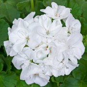 Pelargonia rabatowa Classic White