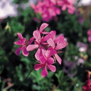 Pelargonia kaskadowa lila