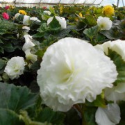 Begonia tuberhybrida Nonstop® White