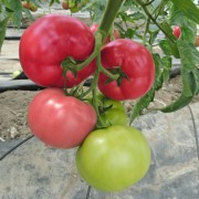 Pomidor tunelowy malinowy Mei Shuai F1