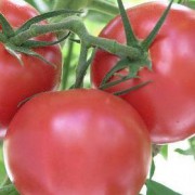 Pomidor Malinowy Ożarowski