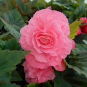 Begonia tuberhybrida Nonstop® Pink