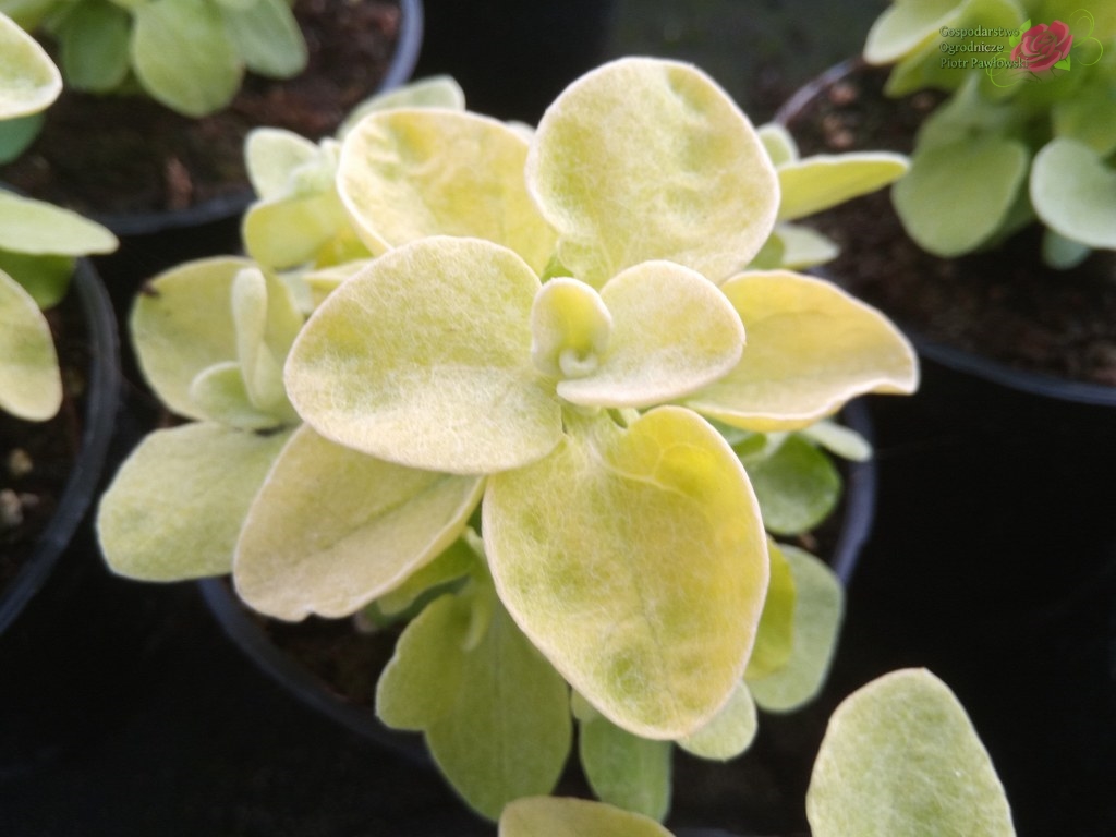 Helichrysum (kocanka złota)