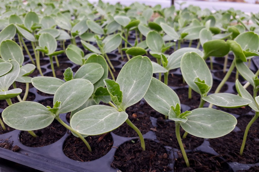 arbuz paletka 1024x683