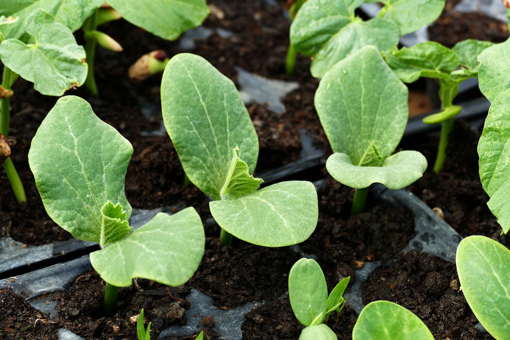 cultivate seedlings for the garden, zucchini seedlings, plastic molded paper to cultivate vegetable seedlings,