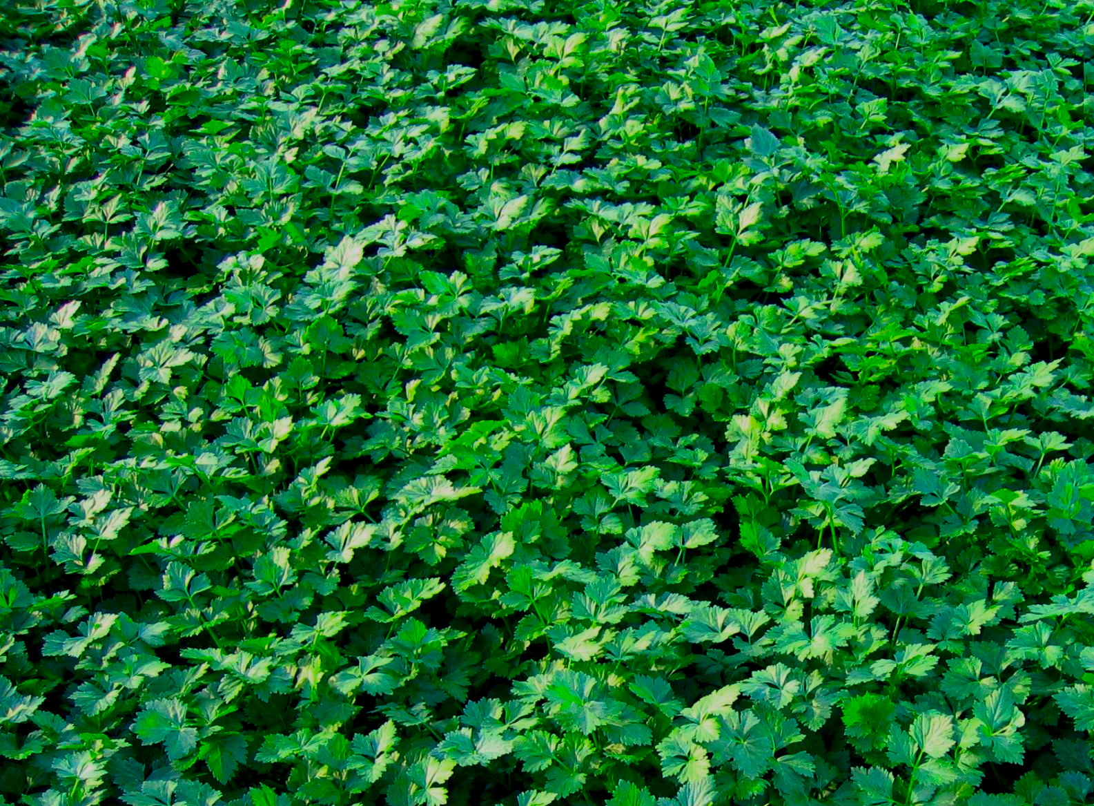 pietruszka naciowa pikowki