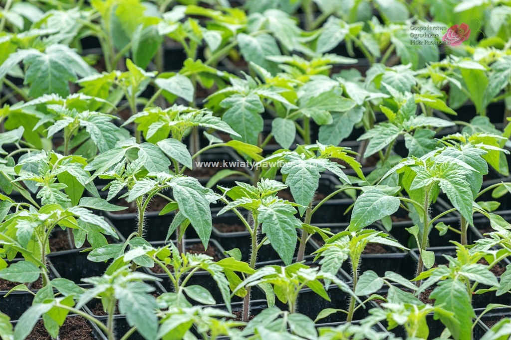 pikowki pomidora paletka