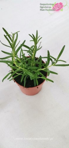 IMG_20220727_193316_359x768_wm