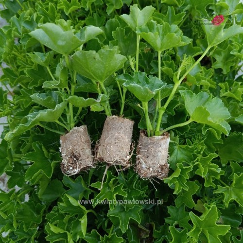 IMG_20250410_111151_321_1080x1080