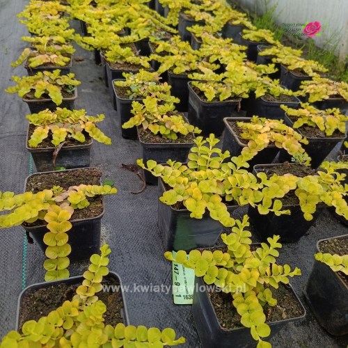 IMG_20250517_170621_992_1080x1080