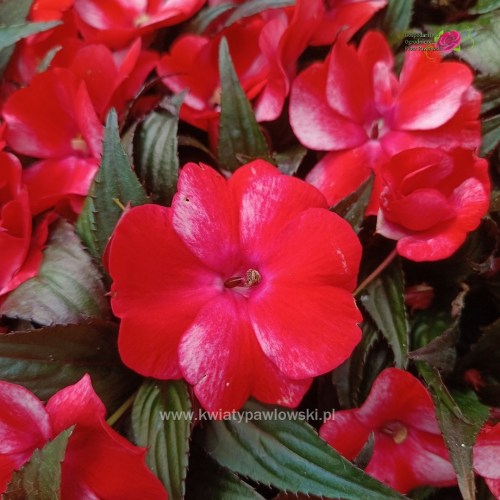 IMG_20250713_095303_217_1080x1080