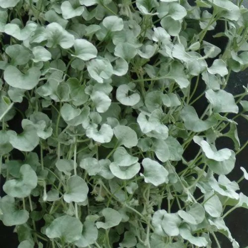 dichondra