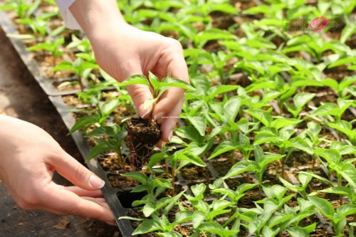 female-farmer-work-large-greenhouse_1024x683