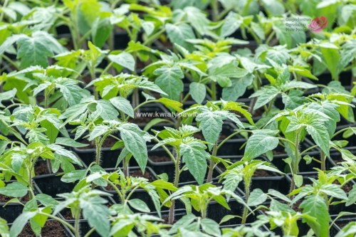 pikowki_pomidora_paletka