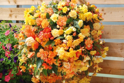 Begonia_Illumination_Apricot_Shades_0007169_1__62754