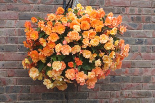 Begonia_Illumination_Apricot_Shades_0007169_4__05737