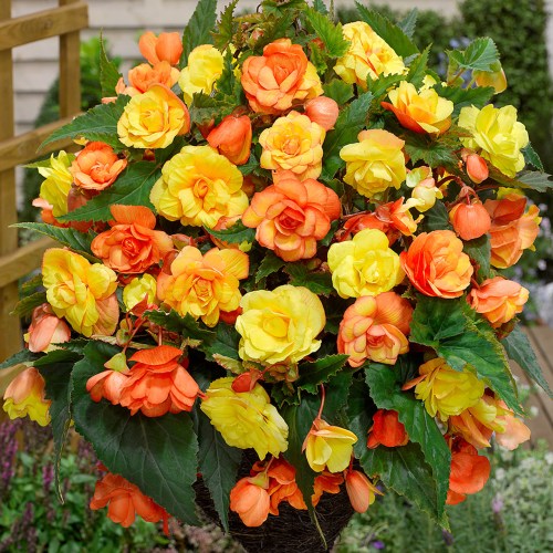 Begonia_Illumination_Apricot_Shades_0007169_6__72580