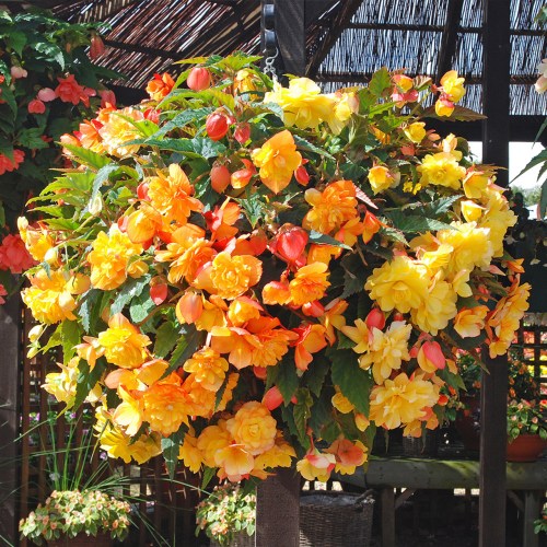 Begonia_Illumination_Apricot_Shades_0007169_7__24267