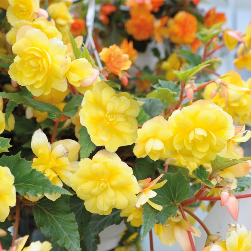 Begonia_Illumination_Lemon_0009667_2__05463