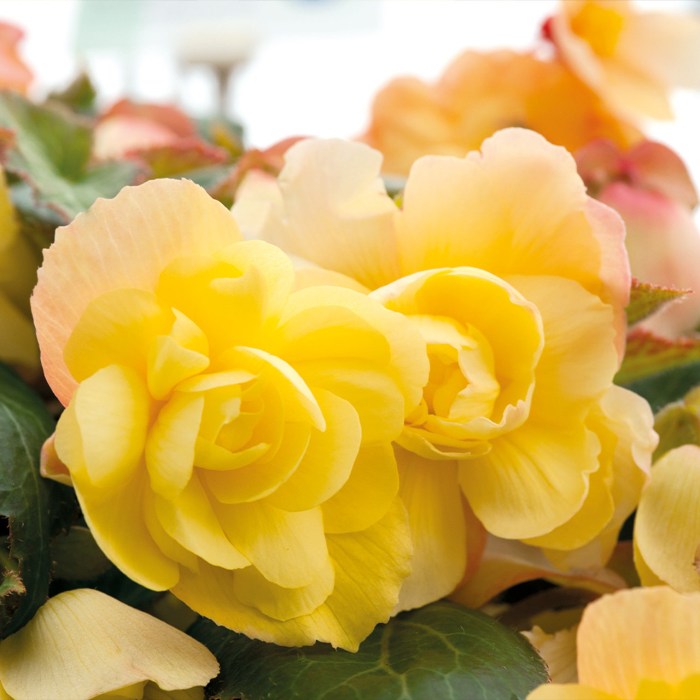 Begonia_Illumination_Lemon_0009667_3__58341