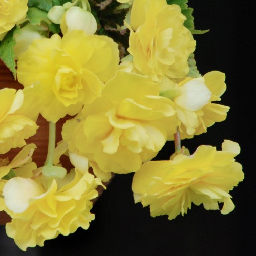 Begonia_Illumination_Lemon_0009667_4__09073