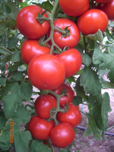 Cemilia-F1