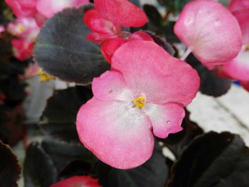 IMG_20170926_102455_1024x768