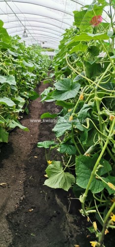 IMG_20220812_185240_505x1080_wm
