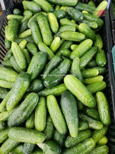 IMG_20220829_172935_810x1080_wm1