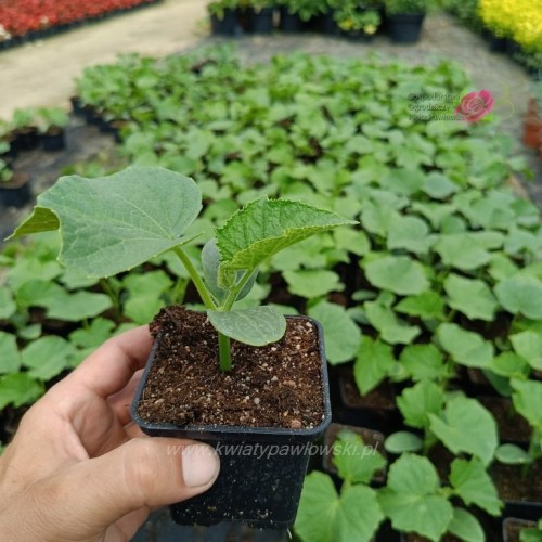 IMG_20230609_120704_265_768x768_wm1