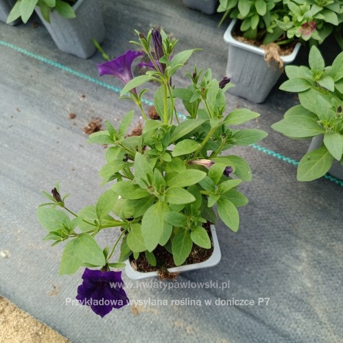 IMG_20250601_122230_644_1080x108086