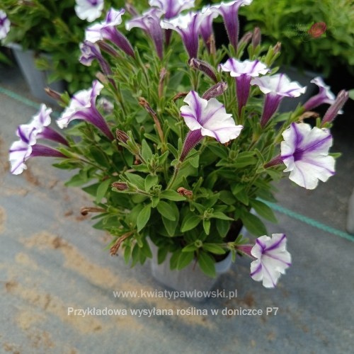 IMG_20250601_122243_093_1080x108045