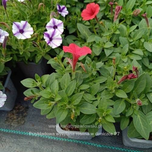 IMG_20250601_122247_940_1080x10808