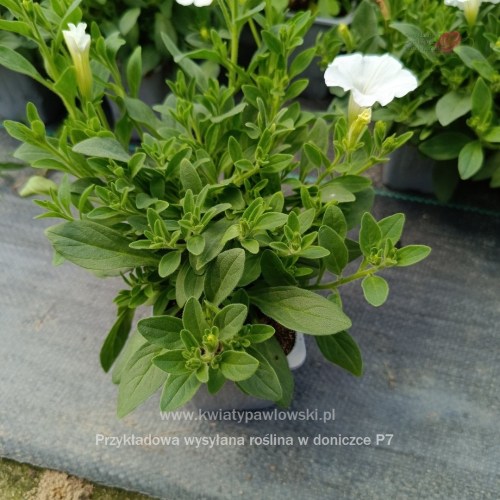 IMG_20250601_122302_040_1080x10808