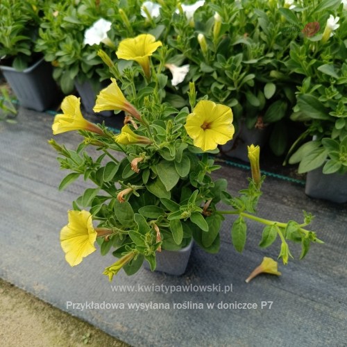 IMG_20250601_122313_502_1080x108011