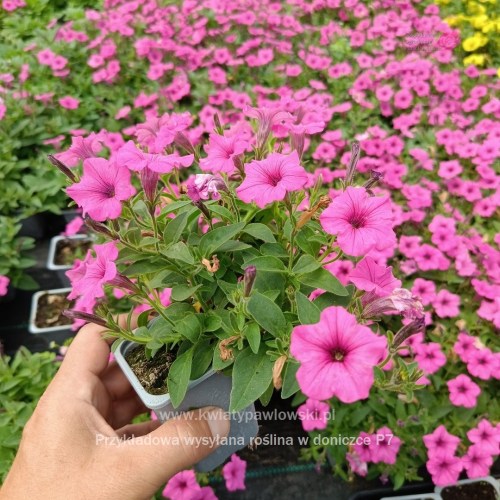 IMG_20250601_122333_917_1080x108083