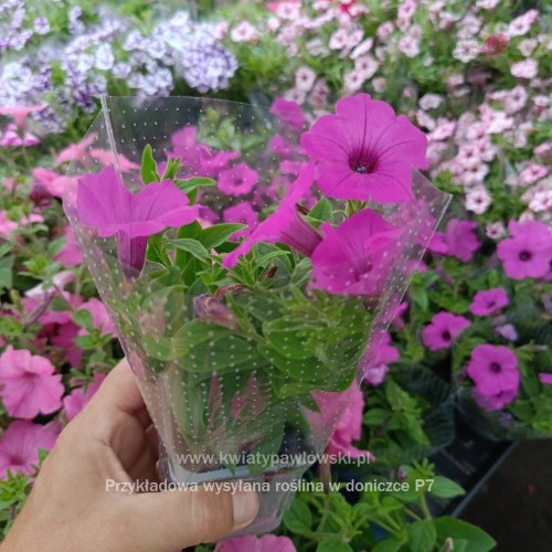 IMG_20250601_122758_661_1080x108094