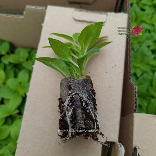 Mlode_sadzonki_1