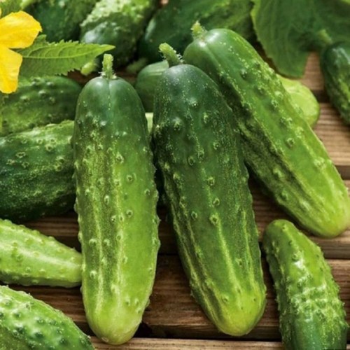 Ogorek-gruntowy-Sremski-Nowy-F1_768x768