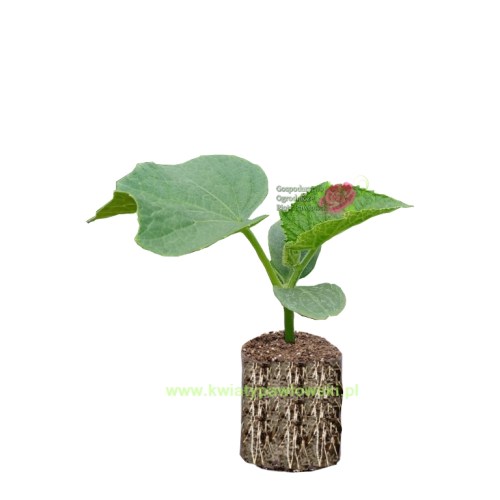 Ogorek_paper_pot-2_wm7
