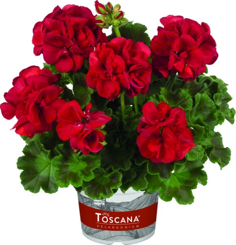 Pelargonium-zonale-Trend-Sophie-Dark-Red_35794_7