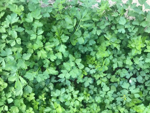 Pietruszka_naciowa_Argon