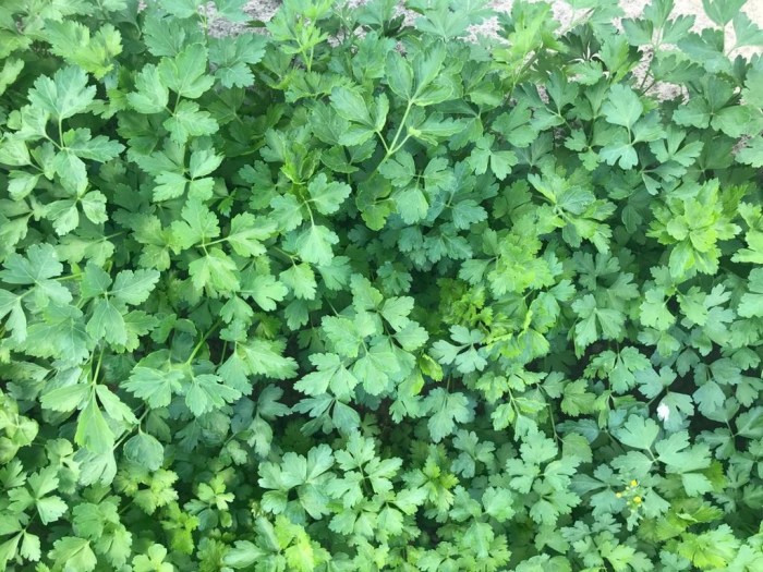 Pietruszka_naciowa_Argon