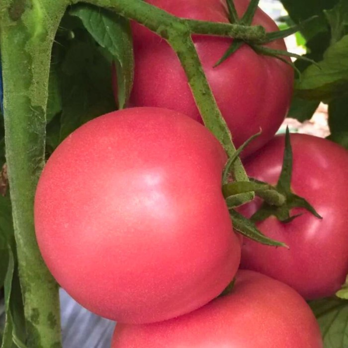 Pomidor-Malinowy-Warszawski_2