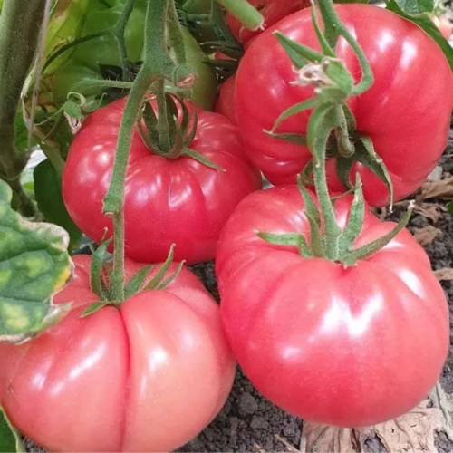 Pomidor-Malinowy-Warszawski_3